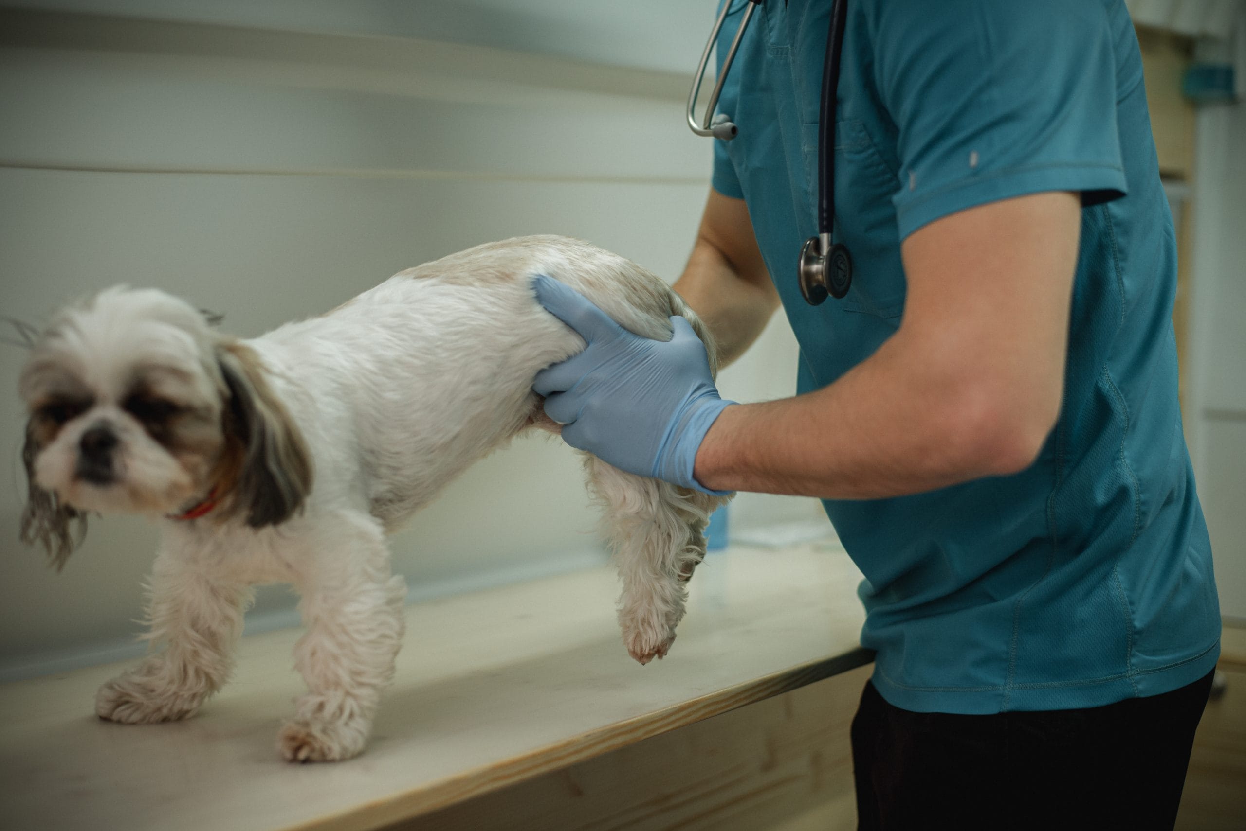 Veterinary performing procedure on dog