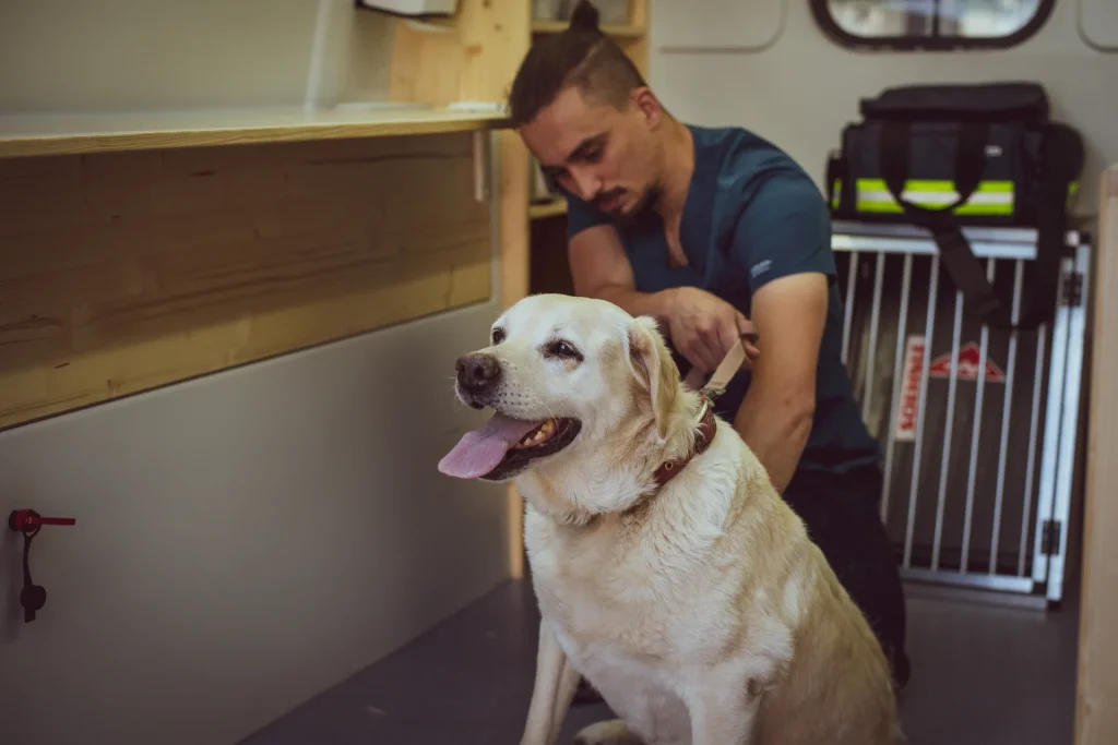 labrador dog being consulted