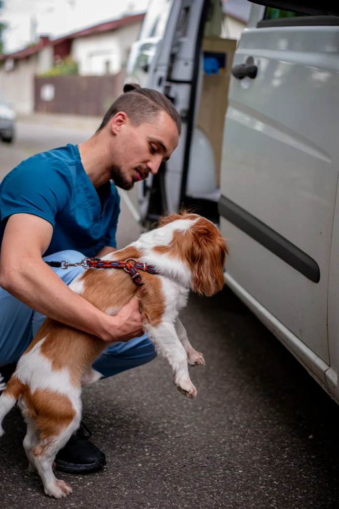 small dog being picked up